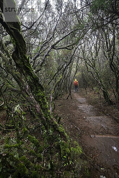 Wanderer in dichtem Wald  Wanderweg Vereda Francisco Achadinha  Rabacal  Madeira  Portugal  Europa