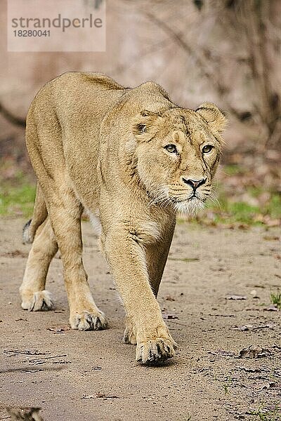 Asiatischer Löwe (Panthera leo leo) weiblich  captive  Verbreitung Indien