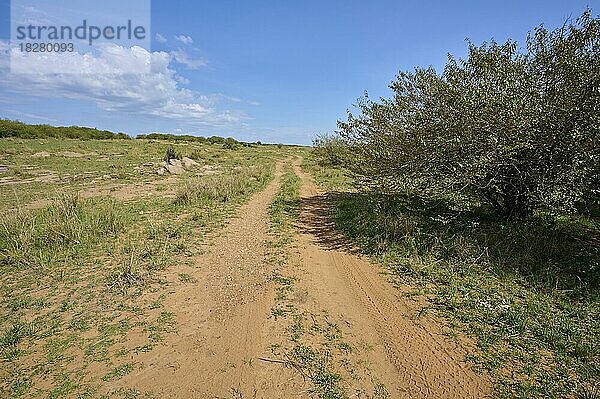 Savannenlandschaft mit Weg  Masai Mara National Reserve  Kenia  Afrika