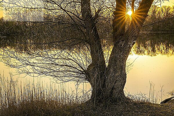 Ein kahler Baum an einem See bei Sonnenuntergang  mit Sonnenstern  Rhein-Neckar-Kreis  Baden-Württemberg  Deutschland  Europa