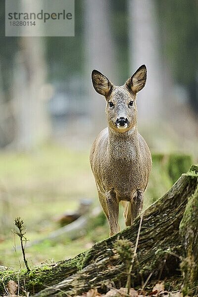 Reh (Capreolus capreolus) in einem Wald  Bayern  Deutschland  Europa