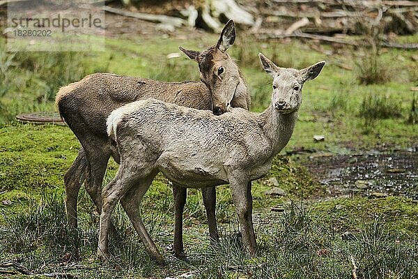 Rothirsch (Cervus elaphus)  stehend im Wald  Bayern  Deutschland  Europa