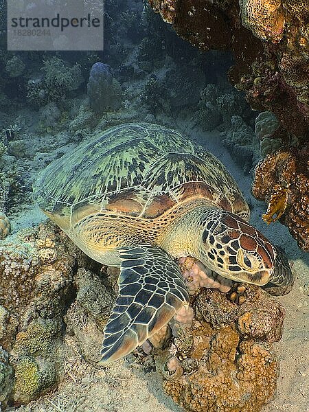 Grüne Meeresschildkröte (Chelonia mydas) . Tauchplatz Ras Mohamed  Sinai  Ägypten  Rotes Meer  Afrika