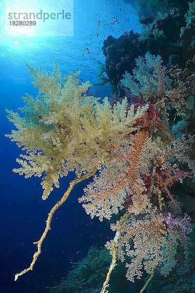 Broccoli-Bäumchen (Litophyton arboreum) und Hemprichs Bäumchenkoralle (Dendronephthya hemprichi)  Gegenlicht  Sonne  Elphinstone Riff  Rotes Meer  Ägypten  Afrika