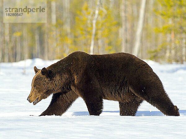 Europäischer Braunbär (Ursus arctos) adult  im Schnee  Nordostfinnland  Region Kuhmo  Finnland  Europa