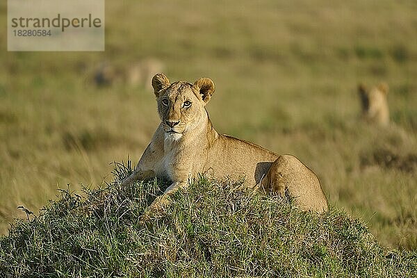 Afrikanischer Löwe (Panthera leo)  Weibchen liegt auf Hügel in der Savanne  Masai Mara National Reserve  Kenia  Afrika