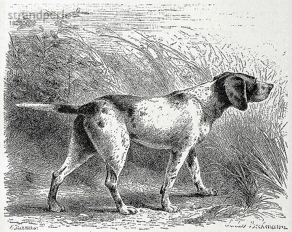 Hund (Canis familiaris)  Vorstehhund sagax avicularius  Jagdhund  Historisch  digital restaurierte Reproduktion einer Originalvorlage aus dem 19. Jahrhundert  genaues Originaldatum nicht bekannt