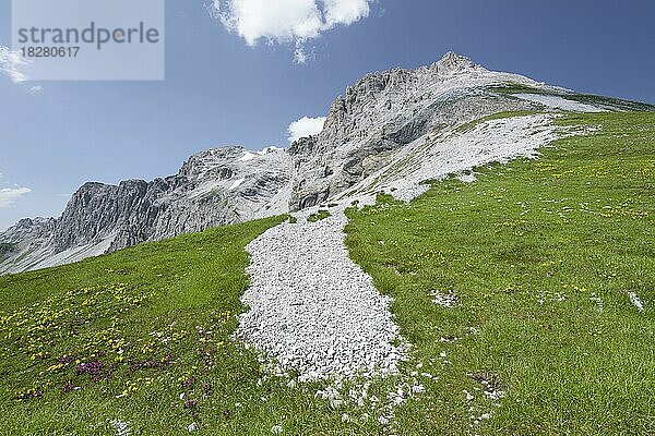 Blick auf das Mosermandl  schönes Wetter  Alpenblumen  Riedingtal  Zederhaus  Lungau  Salzburg  Österreich  Europa