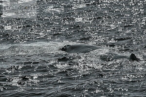 Pottwal (Physeter macrocephalus) schwimmt vor der Küste von Andenes  Schwarzweißfoto  Insel Andøya  Vesterålen  Nordnorwegen  Norwegen  Europa