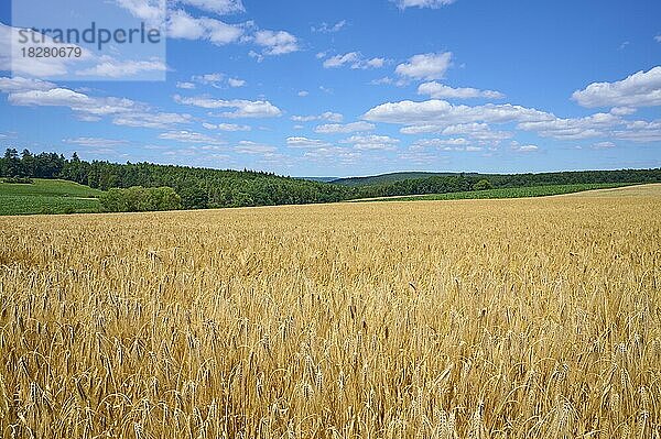 Landschaft mit Gerstenfeld im Sommer  Großheubach  Miltenberg  Untermain  Spessart  Franken  Bayern  Deutschland  Europa