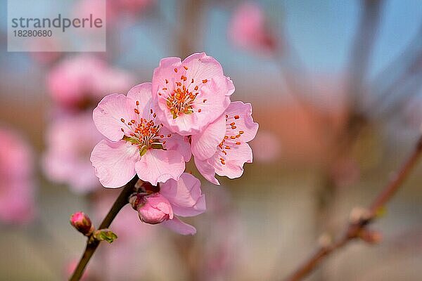 Nahaufnahme einer schönen europäischen rosa Pflaumenblüte Blume auf Baum im frühen Frühling auf verschwommenen blauen Hintergrund