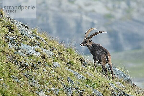 Alpensteinbock (Capra ibex)  NP Hohe Tauern  Österreich  Europa