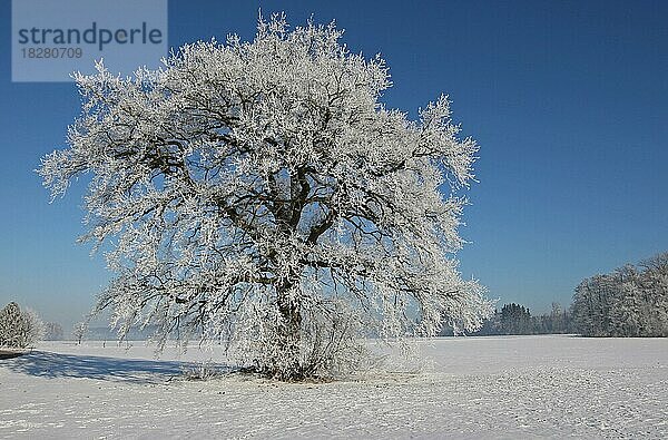 Stieleiche (Quercus robur) im Schnee mit Raureif überzogen  Allgäu  Bayern  Deutschland  Europa