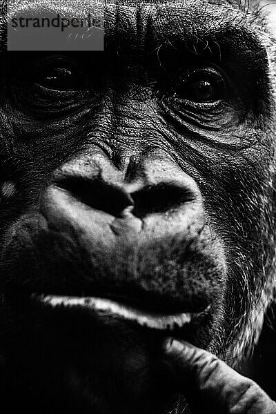 Gorilla (Gorilla) Portrait  München  Bayern  Deutschland  Europa