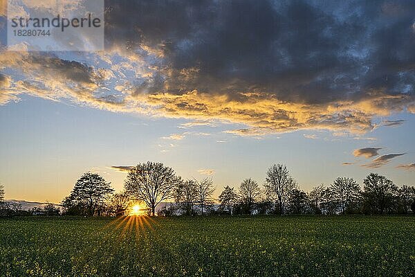 Ein gelb blühendes Rapsfeld im Frühjahr bei Sonnenuntergang mit blauem Himmel und einer leuchtenden Wolke am Himmel  mit Sonnenstern  Rhein-Neckar-Kreis  Baden-Württemberg  Deutschland  Europa