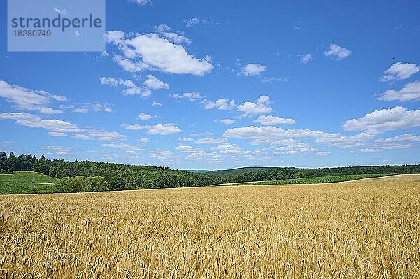 Landschaft mit Gerstenfeld im Sommer  Großheubach  Miltenberg  Untermain  Spessart  Franken  Bayern  Deutschland  Europa