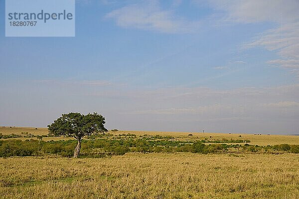 Savannenlandschaft mit Baum  Masai Mara National Reserve  Kenia  Afrika