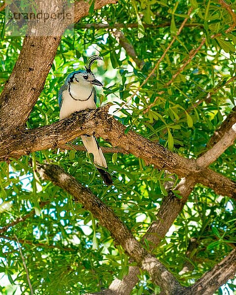 Langschwanzhäher (Calocitta formosa) auf einem Baumast. Porträt einer Weißkehl-Elster  die auf einem Ast eines Baumes posiert. Wunderschöne Weißgesichtige Elster. Nicaragua