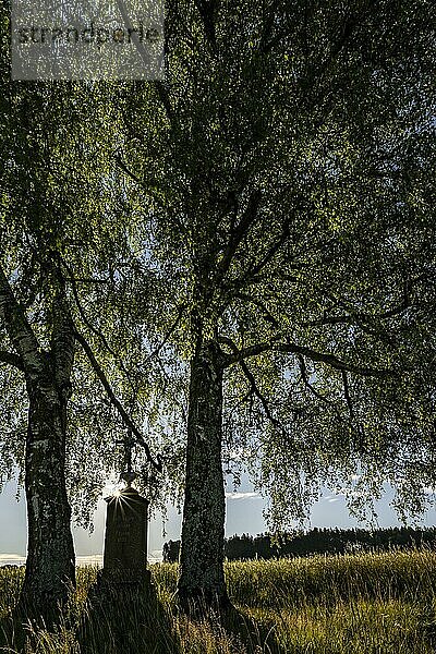 Birken (Betula) mit Feldkreuz im Gegenlicht  Krumbach  Schwaben  Bayern  Deutschland  Europa