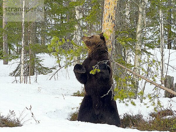 Europäischer Braunbär (Ursus arctos) reibt sich an einem Baum im schneebedeckten Wald  Nordostfinnland  Region Kuhmo  Finnland  Europa