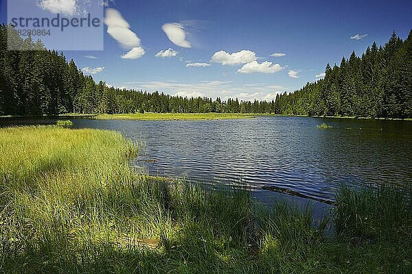 Der Kleine Arbersee (Small Arber Lake) im Sommer  blauer Himmel  Naturschutzgebiet Kleiner Arbersee  Gemeinde Lohberg  Bayerischer Wald  Bayern  Deutschland  Europa