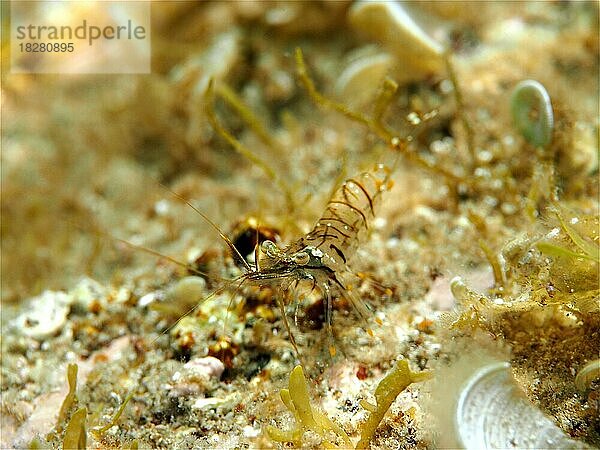 Kleine Felsgarnele (Palaemon elegans)  durchsichtig  im Mittelmeer. Tauchplatz Cap de Creus  Rosas  Costa Brava  Spanien  Europa