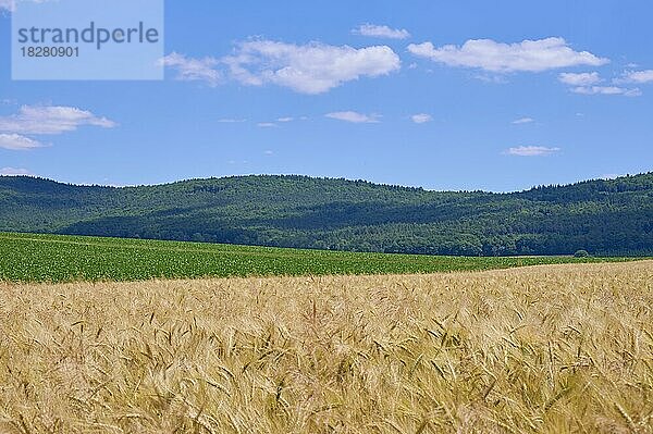 Landschaft mit Gerstenfeld im Sommer  Großheubach  Miltenberg  Untermain  Spessart  Franken  Bayern  Deutschland  Europa