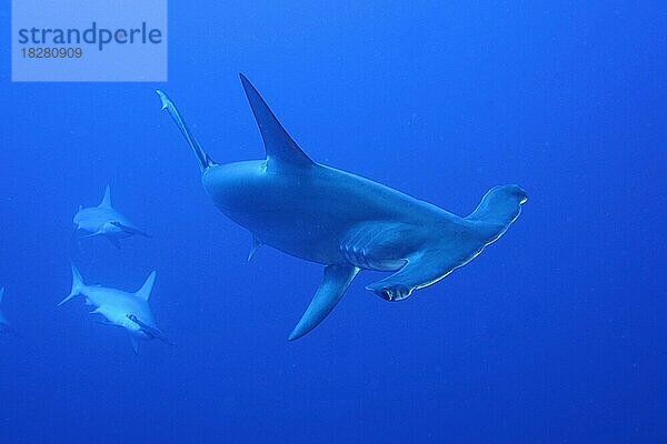 Drei Bogenstirn-Hammerhaie (Sphyrna lewini) . Einfarbig blauer Hintergrund. Tauchplatz Daedalus Riff  Ägypten  Rotes Meer  Afrika