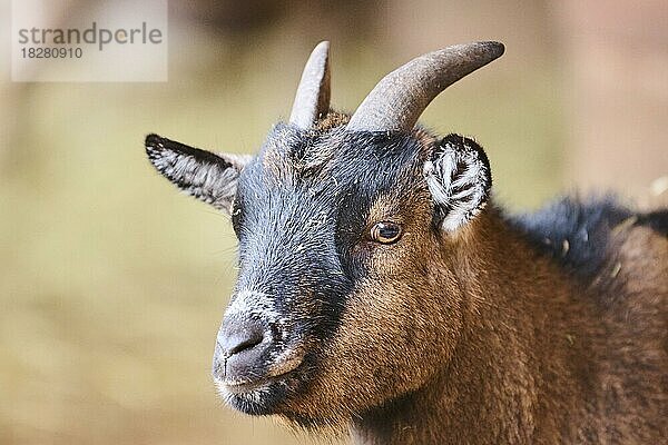 Westafrikanische Zwergziege (Capra hircus) auf einem Bauernhof  Bayern  Deutschland  Europa