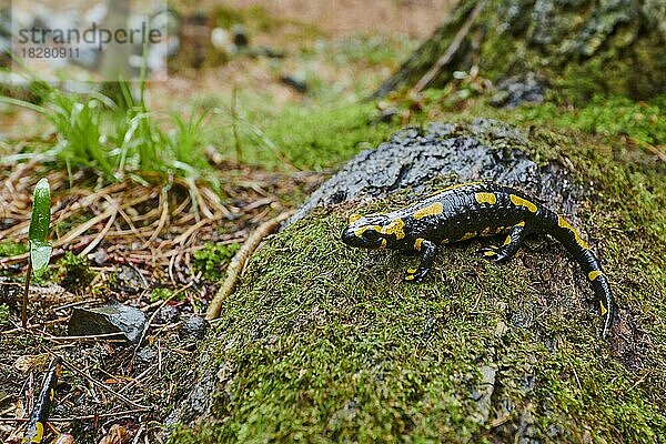 Feuersalamander (Salamandra salamandra)  Niedersachsen  Deutschland  Europa