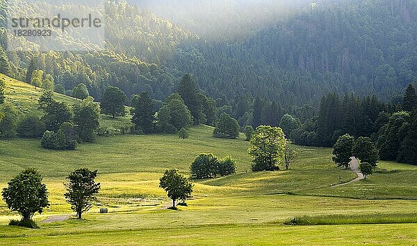 Landschaft mit Wiesen  Bäumen und Wald im Abendlicht bei Menzenschwand  Schwarzwald  Baden-Württemberg  Deutschland  Europa