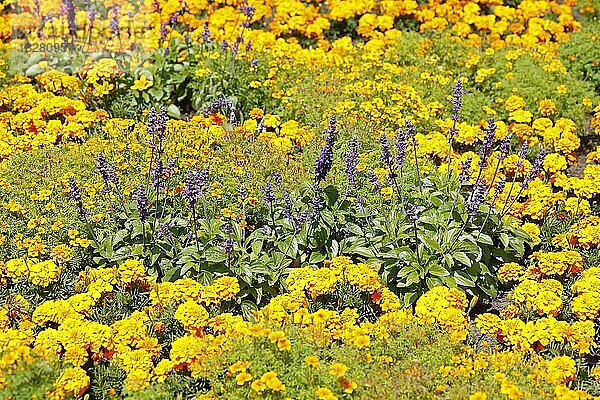 Lavendel (Lavandula angustifolia) und gelbe Ringelblumen auf einem Blumenbbet  Deutschland  Europa