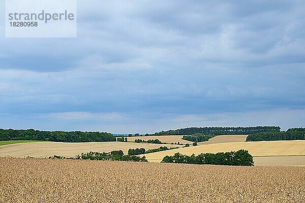 Landschaft mit buchstabiertem Getreidefeld im Sommer  Würzburg  Franken  Bayern  Deutschland  Europa