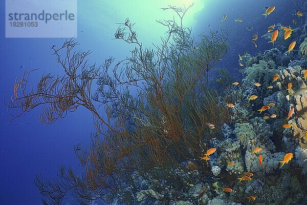 Schwarze Koralle (Antipathes dichotoma) und Gruppe von Juwelen-Fahnenbarsch im Gegenlicht. Tauchplatz Strasse von Tiran  Sinai  Ägypten  Rotes Meer  Afrika