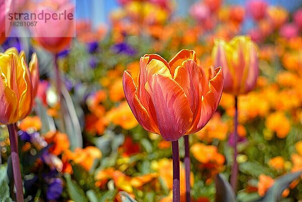 Schöne rosa  gelbe und orange Tulpe in der Mitte des Feldes mit bunten Frühlingsblumen auf unscharfen Hintergrund