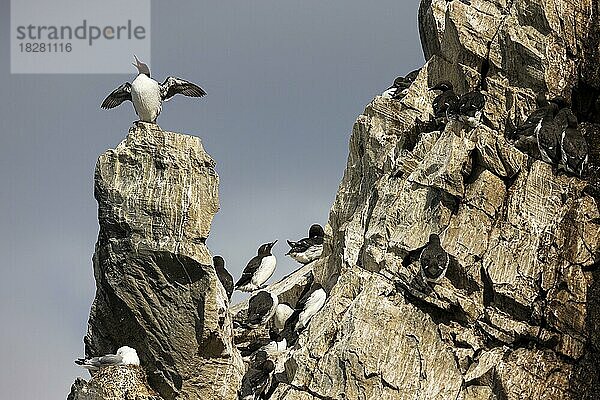 Trottellumme (Uria aalge) auf Felskopf in Brutkolonie  Insel Hornøya  Vardø  Varanger  Finnmark  Norwegen  Europa