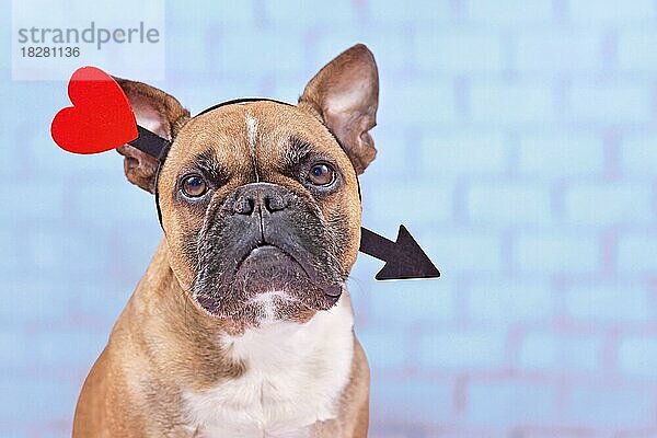 Französische Bulldogge Hund mit Valentinstag Liebe Pfeil Stirnband auf blauem Hintergrund