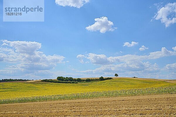 Blühendes Sonnenblumenfeld im Sommer  Arnstein  Franken  Bayern  Deutschland  Europa