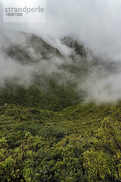 Wolkenverhangene bewaldete Berge  Ausblick vom Wanderweg an der Levada do Alecrim  Rabacal  Madeira  Portugal  Europa
