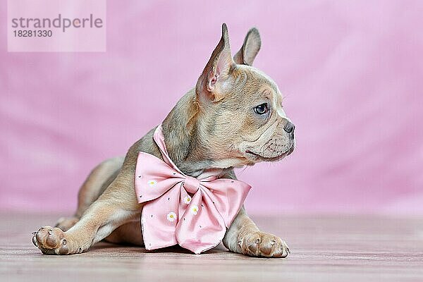 Französische Bulldogge Hundewelpe mit schönen gesunden lange Nase trägt Halsband vor rosa Hintergrund