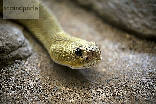 Giftige Basilisken-Klapperschlange (Crotalus basiliscus)  captive  Deutschland  Europa