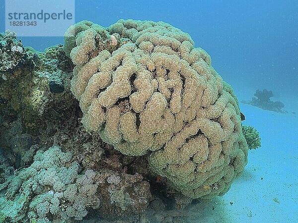 Blasenkoralle (Plerogyra sinuosa) . Tauchplatz Hausriff  Mangrove Bay  El Quesir  Rotes Meer  Ägypten  Afrika