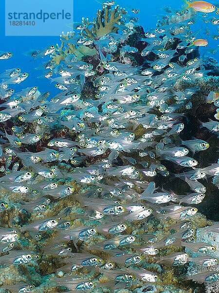 Ein Schwarm Rotmeer-Glasfisch (Parapriacanthus guentheri) Fische. Tauchplatz Mangrove Bay  El Quesir  Ägypten  Rotes Meer  Afrika