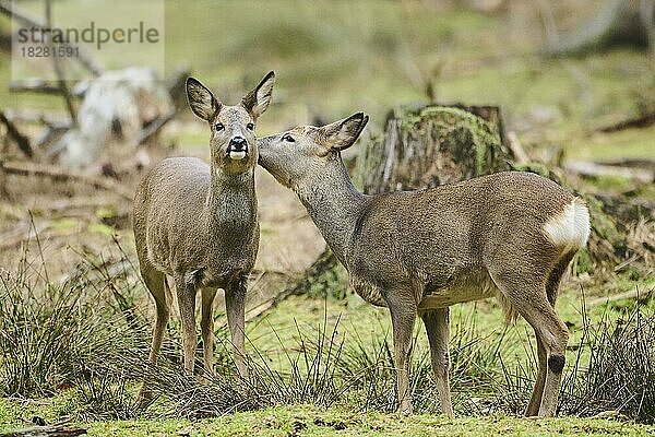 Zwei Rehe (Capreolus capreolus) küssen sich in einem Wald  Bayern  Deutschland  Europa