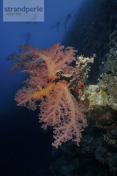 Hemprichs Bäumchenkoralle (Dendronephthya hemprichi)  Gegenlicht  Sonne  mehrere Taucher im Hintergrund  Tauchplatz Fury Shoals Riff  Rotes Meer  Ägypten  Afrika