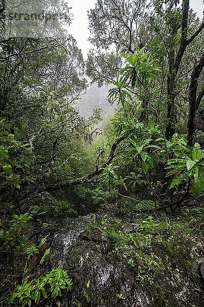 Dichter Wald mit Riesen-Saatdistel (Sonchus fruticosus) am Wanderweg Vereda Francisco Achadinha  Rabacal  Madeira  Portugal  Europa