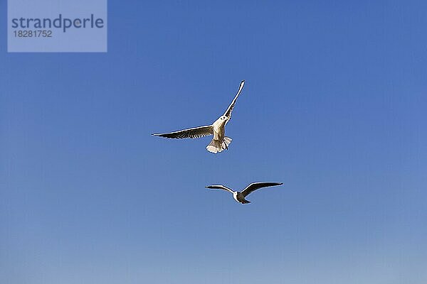 Zwei Lachmöwen (Chroicocephalus ridibundus) fliegen am blauen Himmel  Anadolu Kava??  Istanbul  asiatischer Teil  Provinz Istanbul  Türkei  Asien