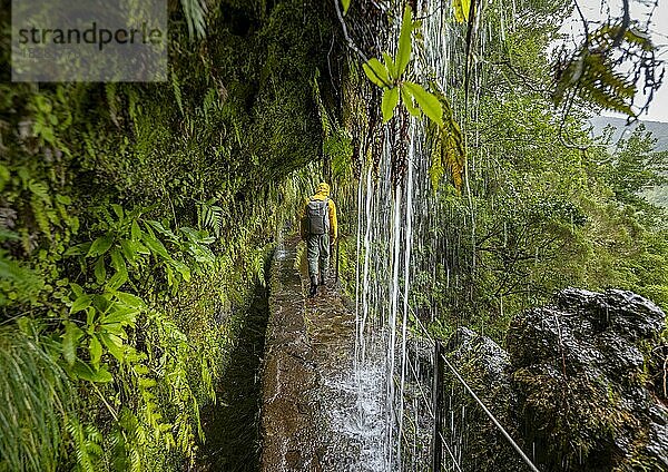 Wanderer an einem schmalen Wanderweg entlang einer Levada mit einem Wasserfall  in dichtem Wald  Levada do Caldeirão Verde  Parque Florestal das Queimadas  Madeira  Portugal  Europa