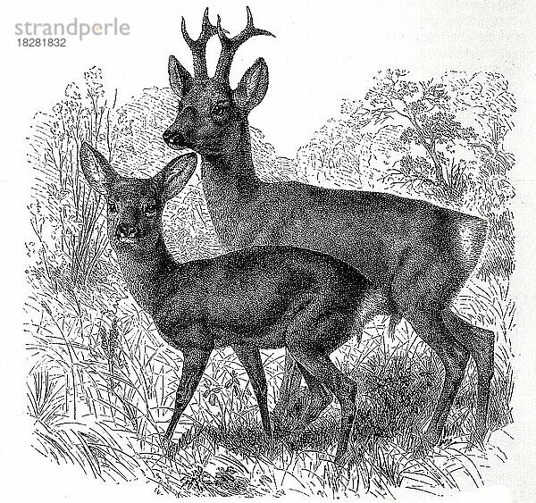 Reh (Capreolus) und Rehbock capraea  Historisch  digital restaurierte Reproduktion von einer Vorlage aus dem 18. Jahrhundert