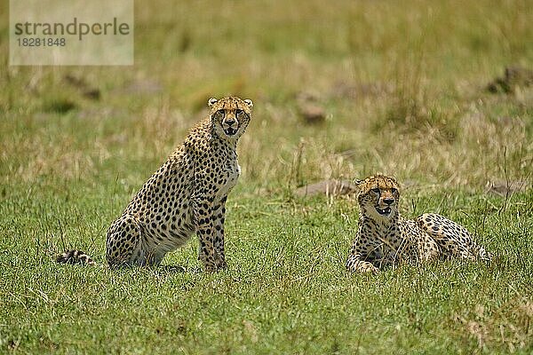 Gepard (acinonyx jubatus)  zwei Tiere in Savanne  Masai Mara National Reserve  Kenia  Afrika